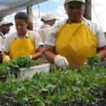 Eukalyptuksen taimia monistetaan pistokkaista istutuskuntoon Veracell-yhtiön taimitarhalla Brasiliassa. Taimet istutetaan aikanaan yhtiön jättimäisille puuviljelmille, joilla kasvaa raaka-aine viljelmien kupeessa toimivalle sellutehtaalle.